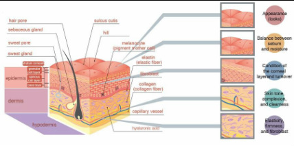 The parts and functions of the skin